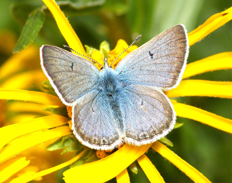 Arctic Blue Butterfly