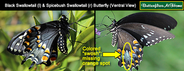 Comparison of Black Swallowtail and Spicebush Swallowtail ventral markings