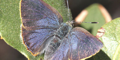 Arizona Hairstreak Butterfly
