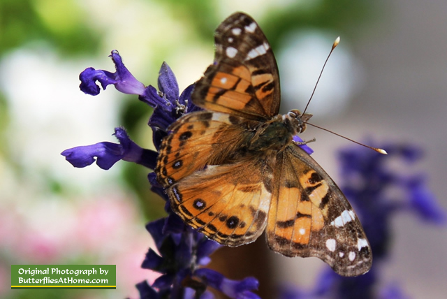 Texas Butterflies: species, resources, Texas butterfly centers