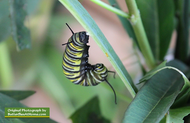 Monarch caterpillar in the "J" position, tail attached to a Milkweed leaf