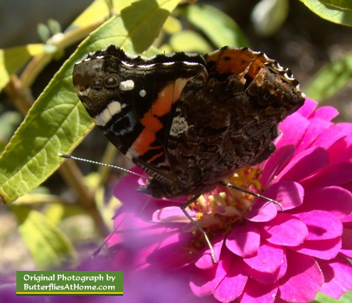 Red Admiral Butterfly in Texas (wings closed)