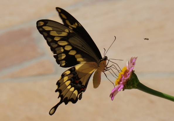 Giant Swallowtail doing a balancing act on a pink zinnia