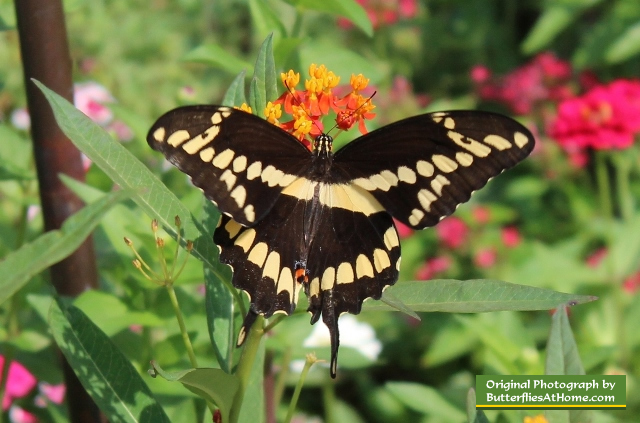 Giant Swallowtail Butterfly on Texas Milkweed