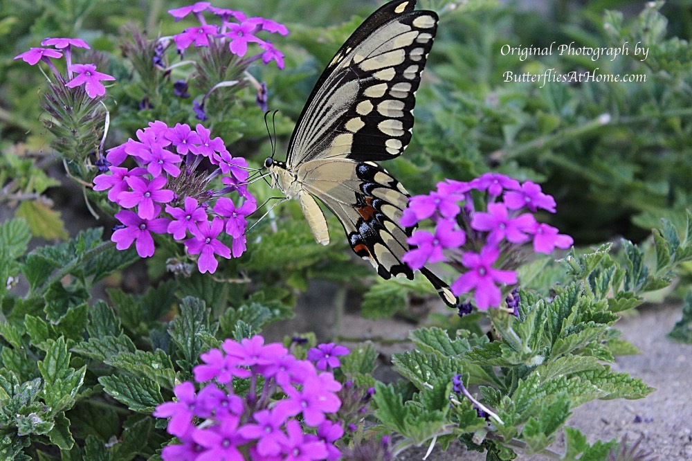 Giant Swallowtail Butterfly (ventral view) on Purple Verbena