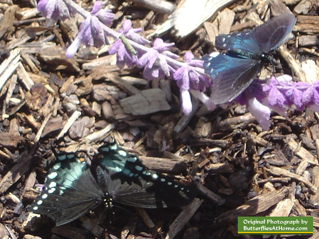 Spicebush Swallowtail Butterfly (lower left) and Pipevine Swallowtail (upper right)