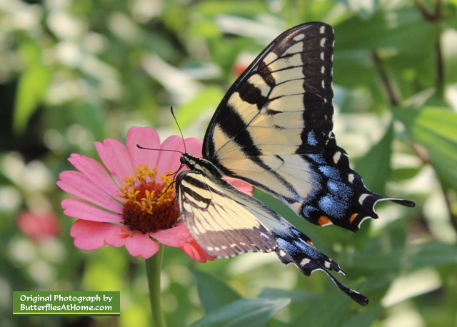 Female Tiger Swallowtail Butterfly on a pink Zinnia flower in East Texas