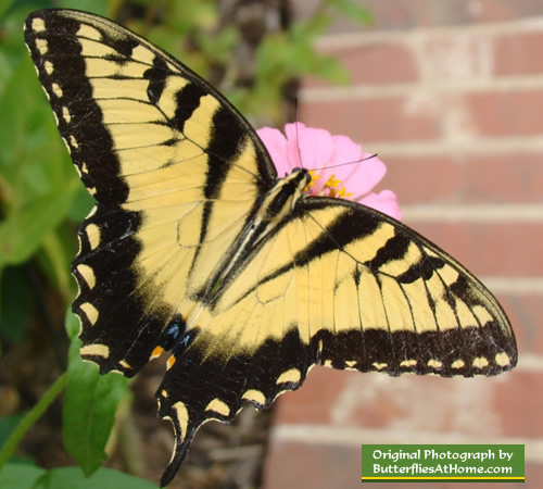 Male Tiger Swallowtail Butterfly missing one tail