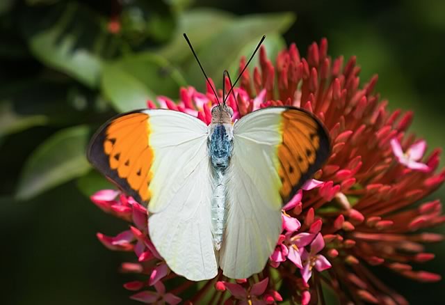 Brilliant colors at The Butterfly Farm in Oranjestad, Aruba
