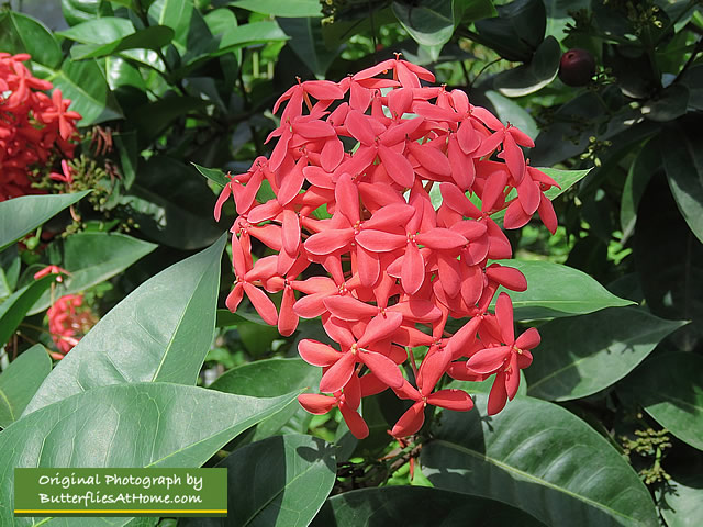 The Butterfly Farm has many species of bright, tropical flowers