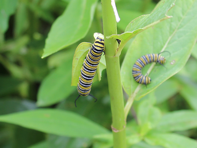 Monarch caterpillars at the Charlotte Rhoades Park Butterfly Garden