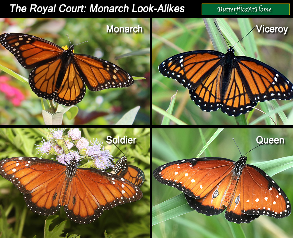 Butterfly Look Alikes Monarch Queen Soldier And Viceroy With Photographs And Side By Side