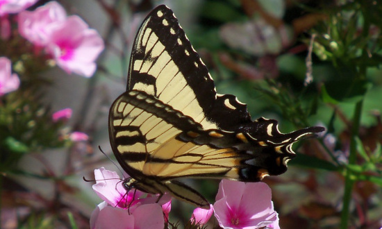 Eastern Tiger Swallowtail Butterfly on pink Garden Phlox