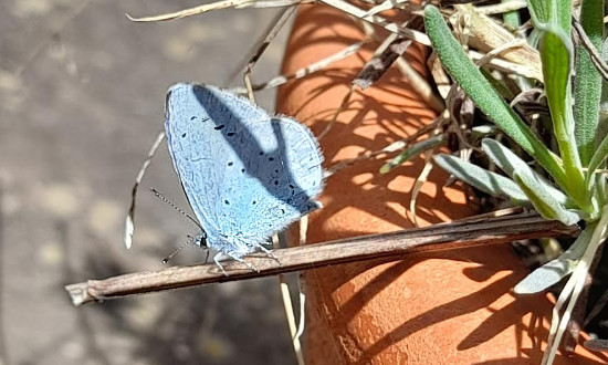 Holly Blue Butterfly, Twickenham Middlesex