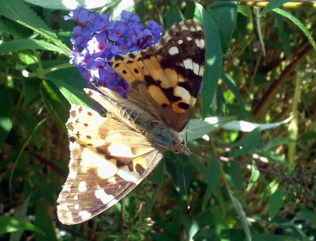 Painted Lady Butterfly in Penarth, South Wales, UK