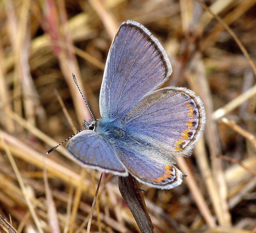 Acmon Blue Butterfly