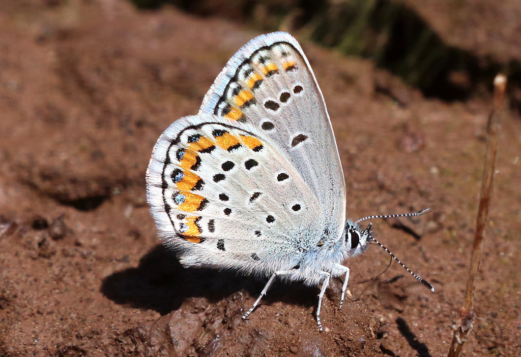Melissa Blue Butterfly