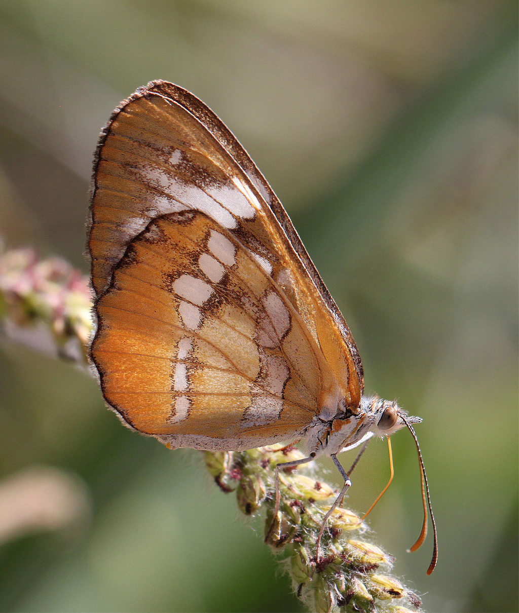 Photo of a Common Mestra Butterfl