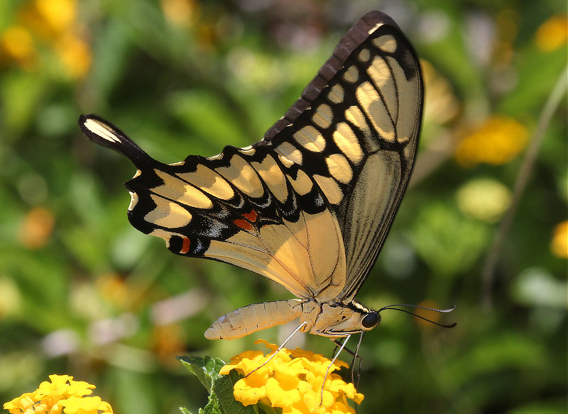 Giant Swallowtail Butterfly (ventral view)
