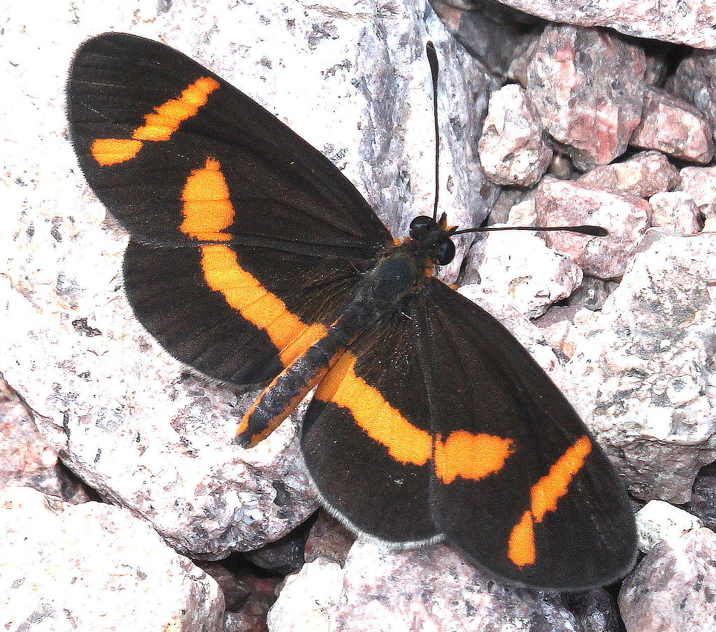 Elf Butterfly (dorsal view)