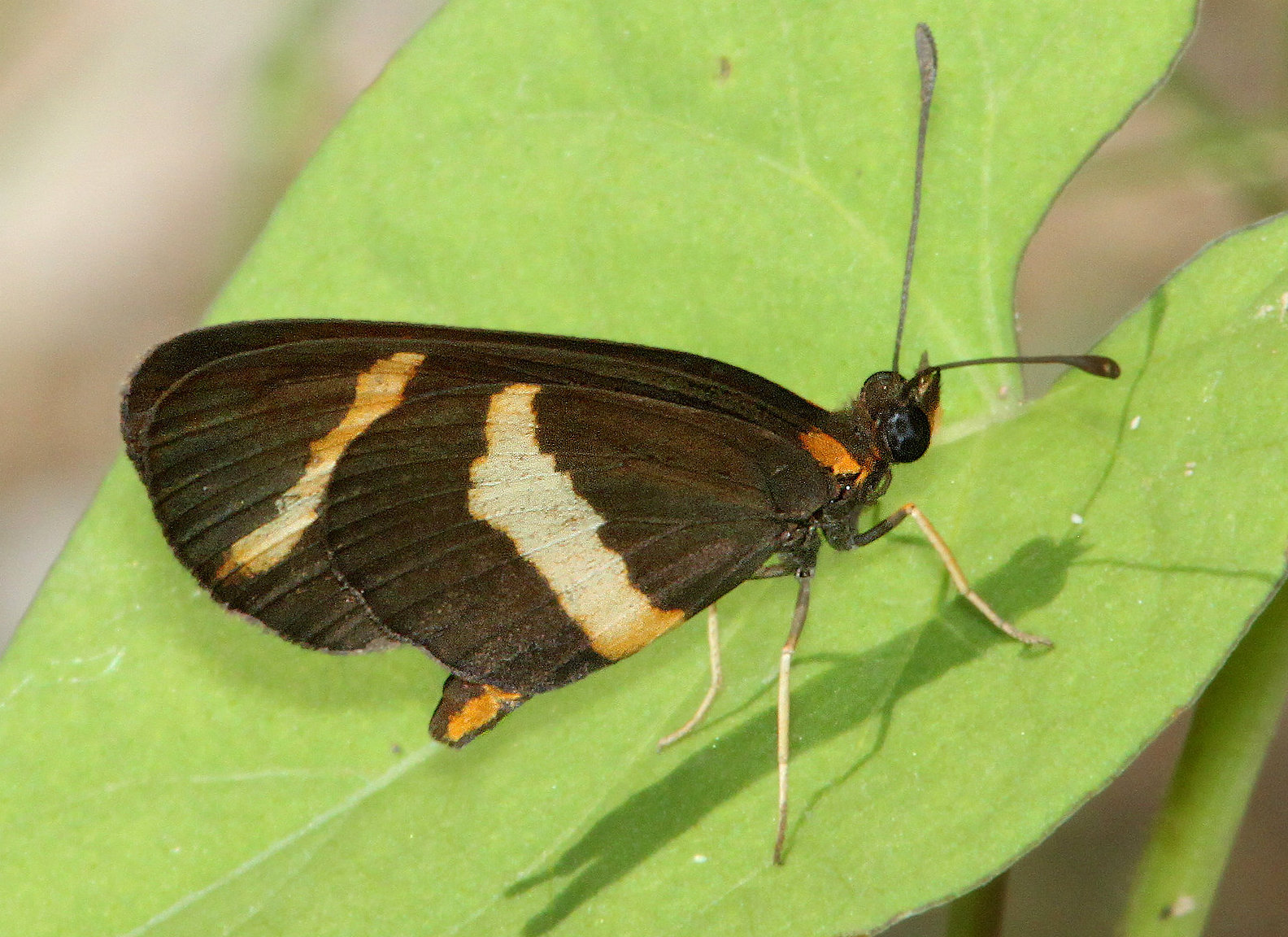 Elf Butterfly (ventral view)