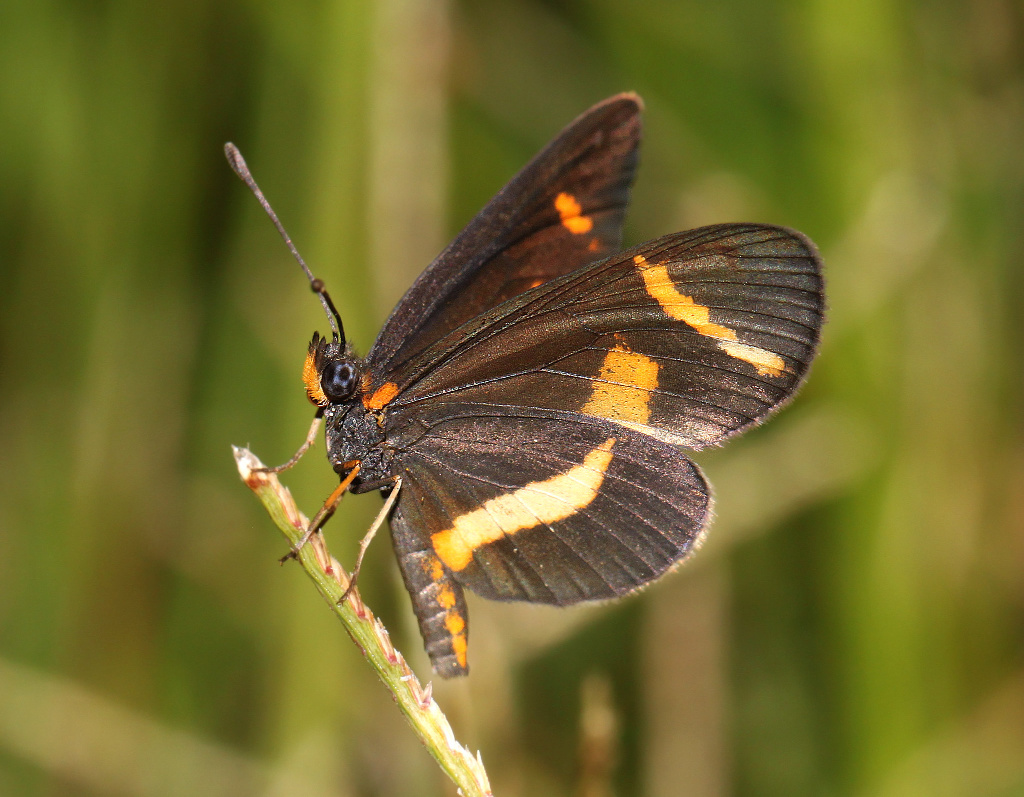 Elf Butterfly (ventral view)