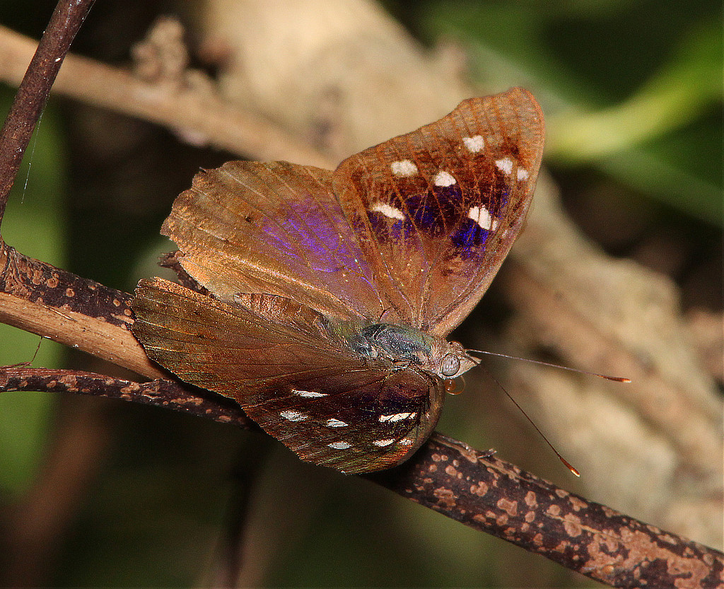 Florida Purplewing Butterfly