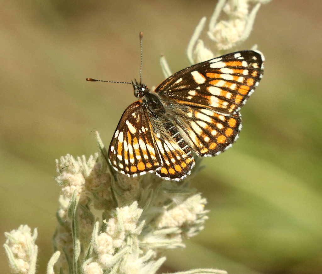 Fulvia Checkerspot Butterfly - dorsal view