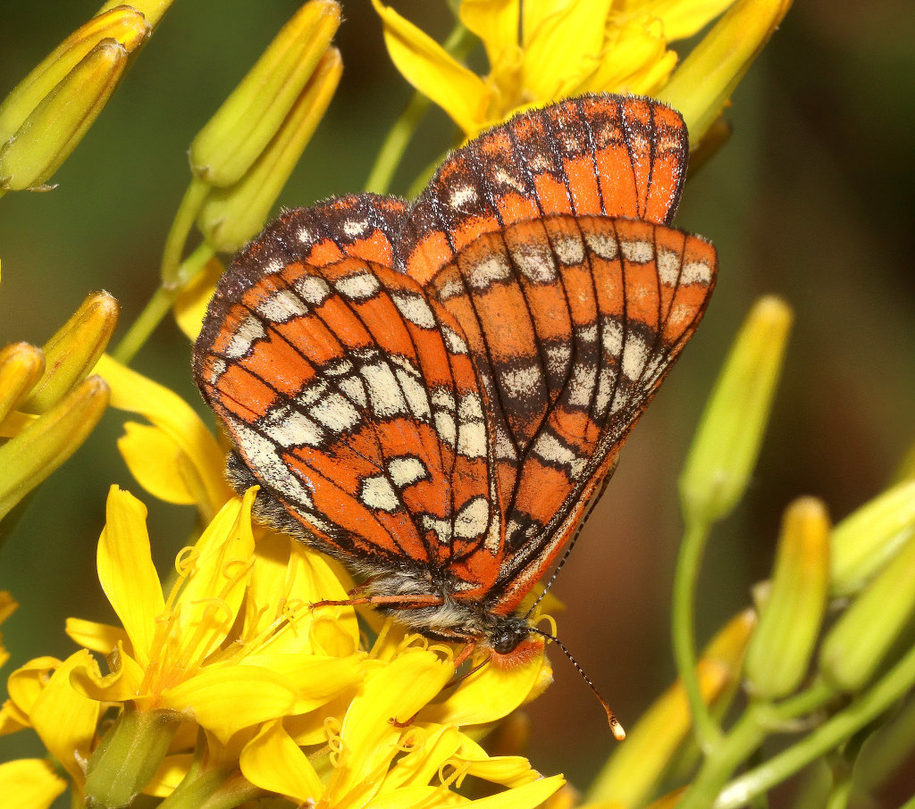 Gillett's Checkerspot Butterfly - ventral view