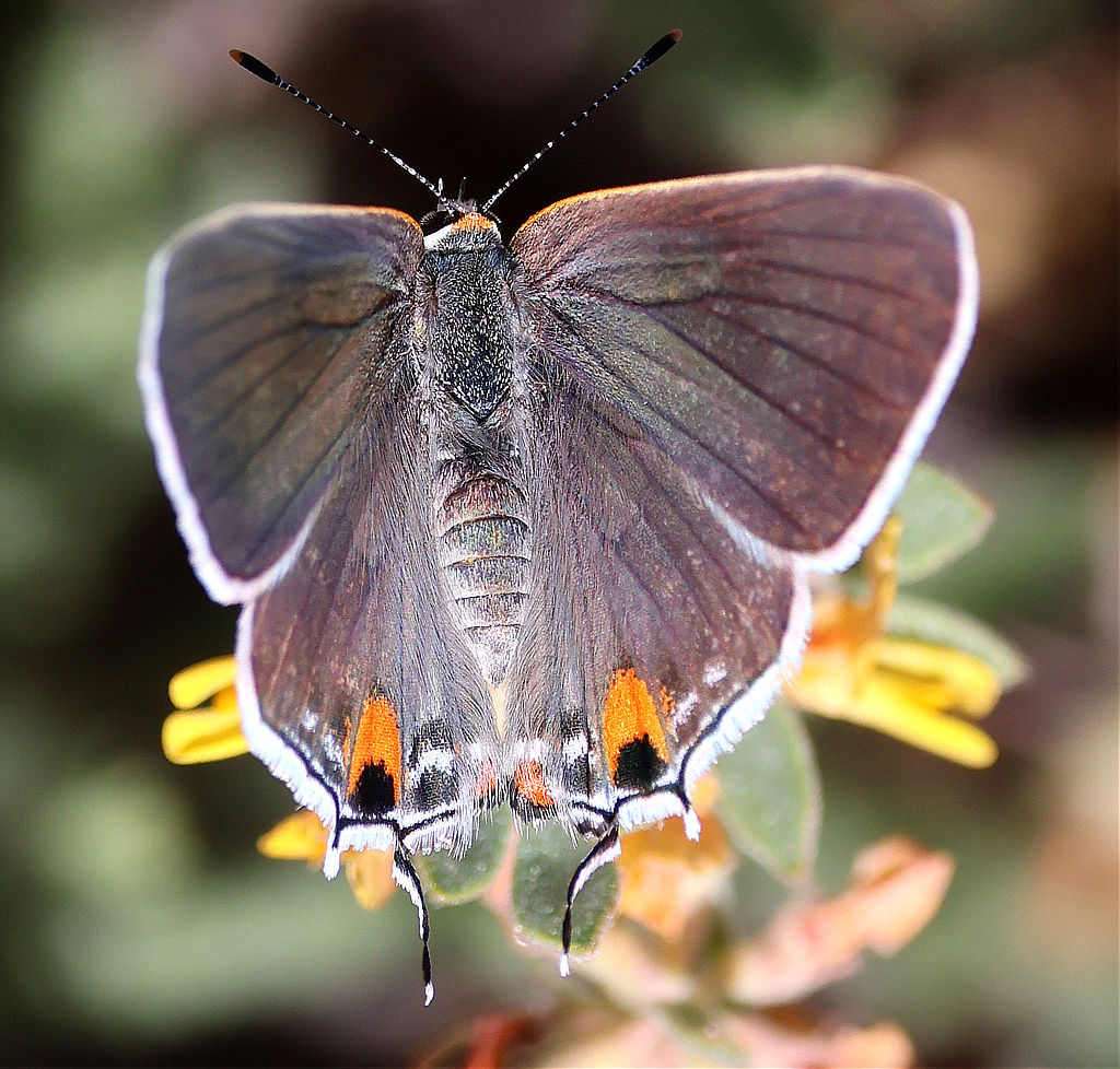 Gray Hairstreak Butterfly (dorsal view)