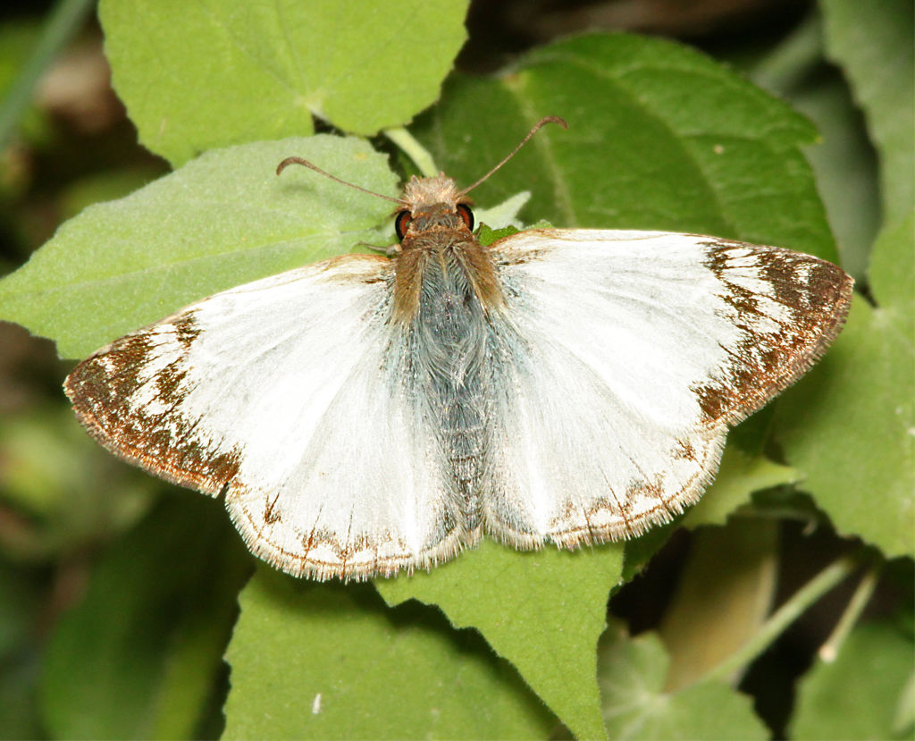 Identification and comparison of common white and whitish butterflies