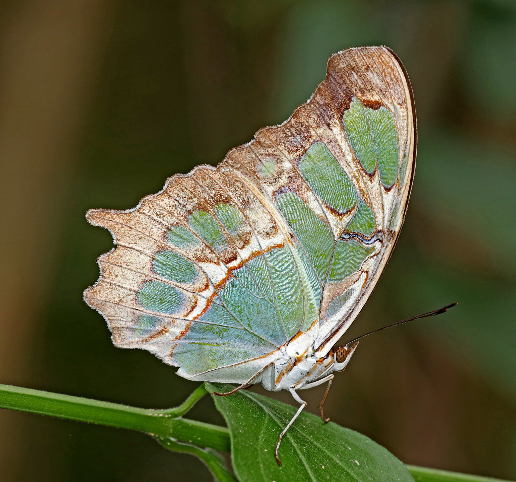 Malachite Butterfly ventral view