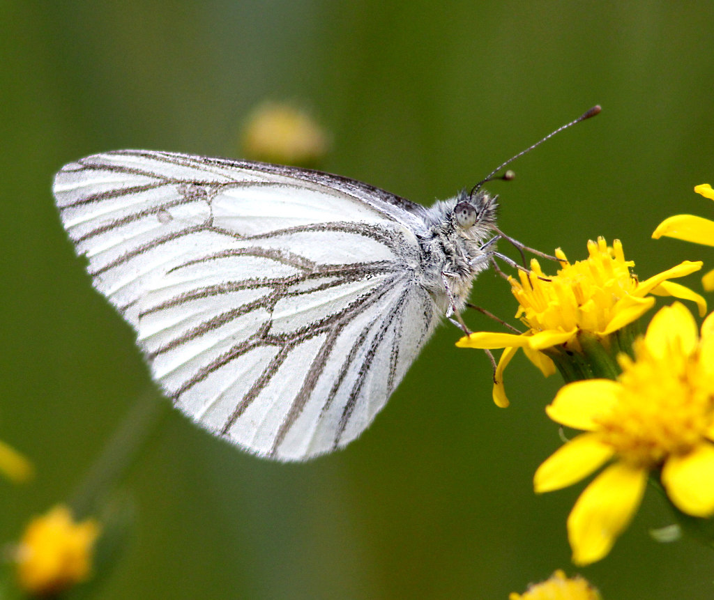 Margined White Butterfly