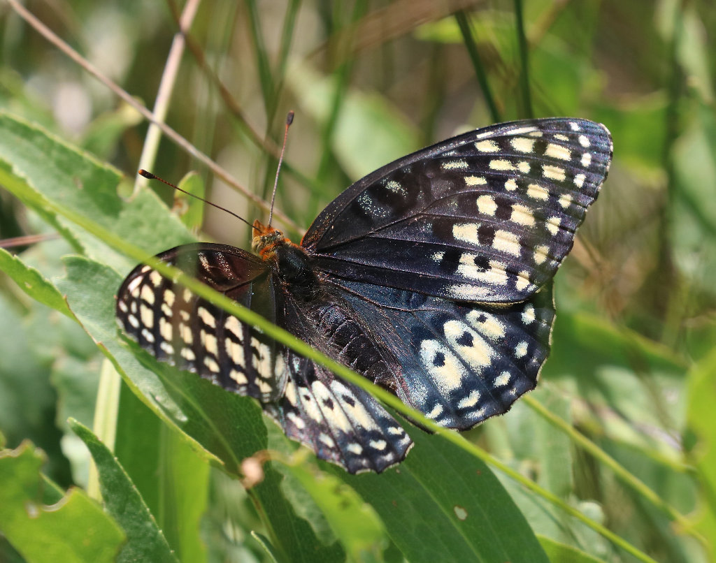Nokomis Fritillary Butterfly - female, dorsal view