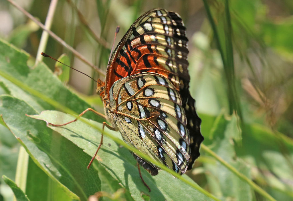 Nokomis Fritillary Butterfly - ventral view
