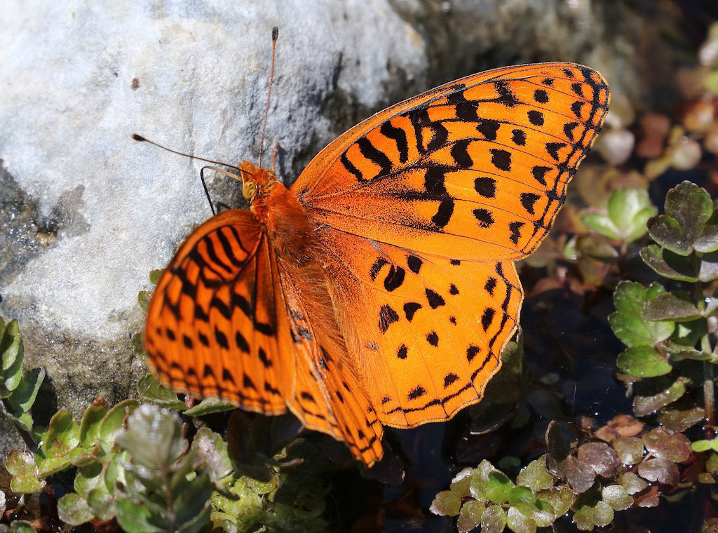Nokomis Fritillary Butterfly - male, dorsal view