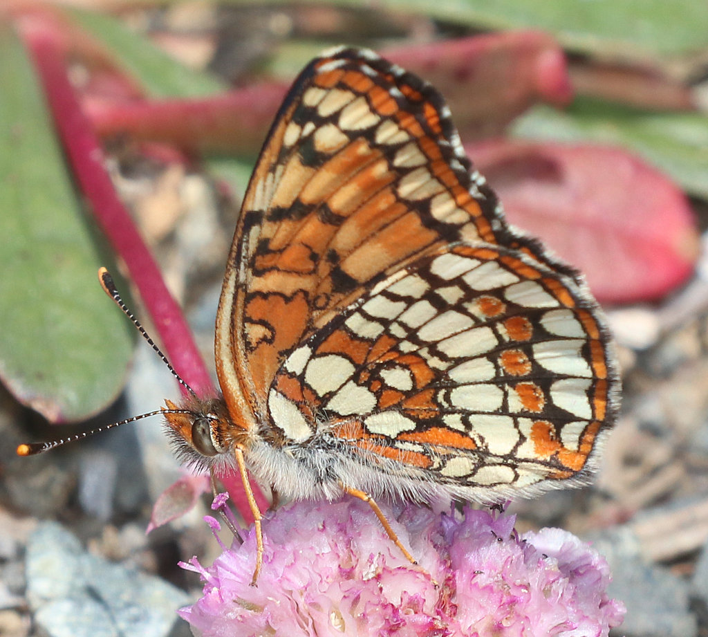 Northern Checkerspot Butterfly - ventral view
