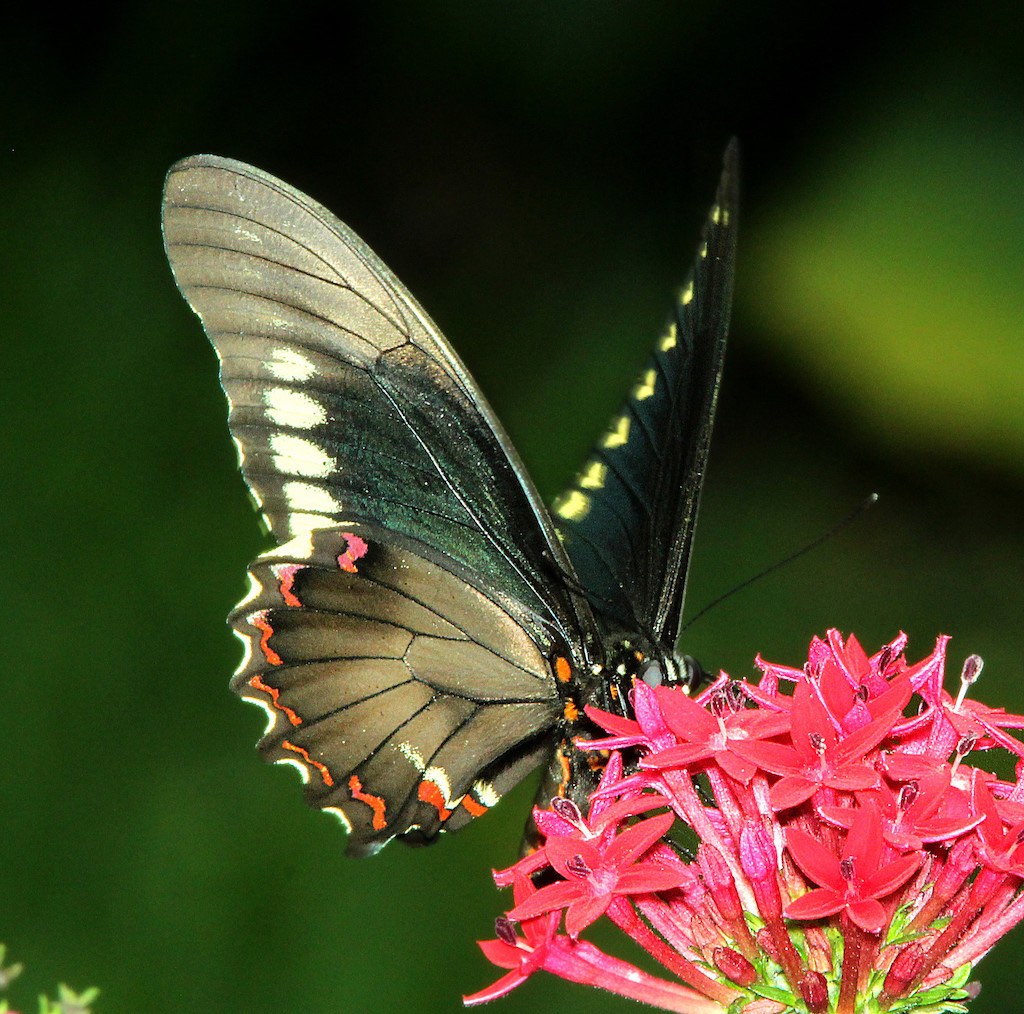 Polydamas Swallowtail Butterfly