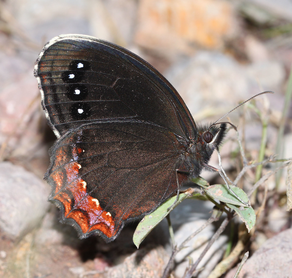 Red-bordered Satyr Butterfly (ventral view)