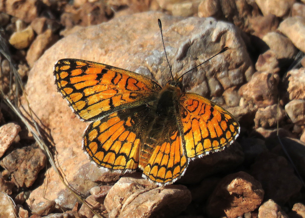 Sagebrush Checkerspot Butterfly - dorsal view
