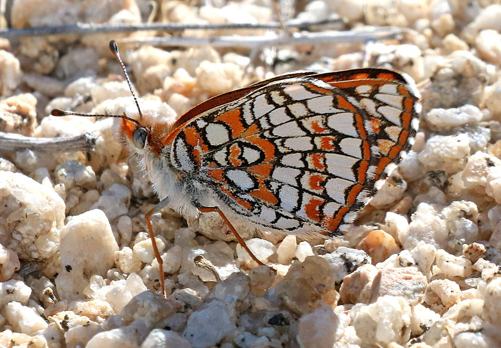 Sagebrush Checkerspot Butterfly - ventral view