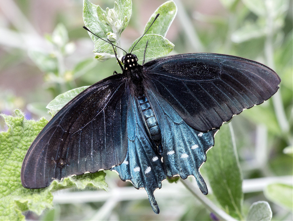 Pipevine Swallowtail Butterfly (dorsal view)