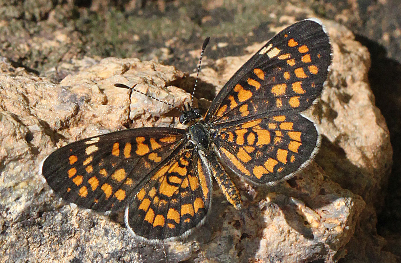 Tiny Checkerspot Butterfly - dorsal view