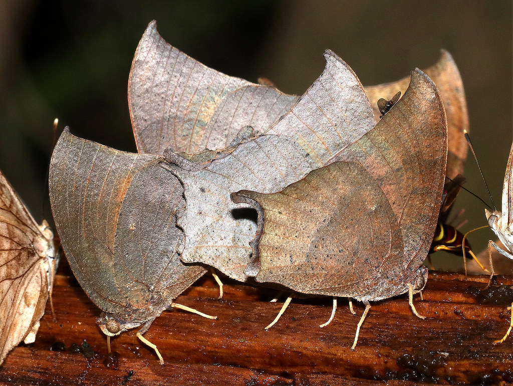 Group of Tropical Leafwing Butterflies