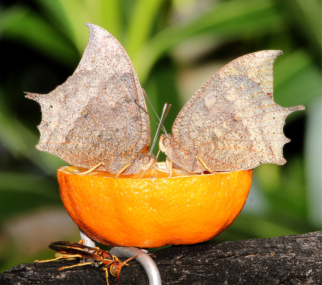 Tropical Leafwing Butterflies on an orange
