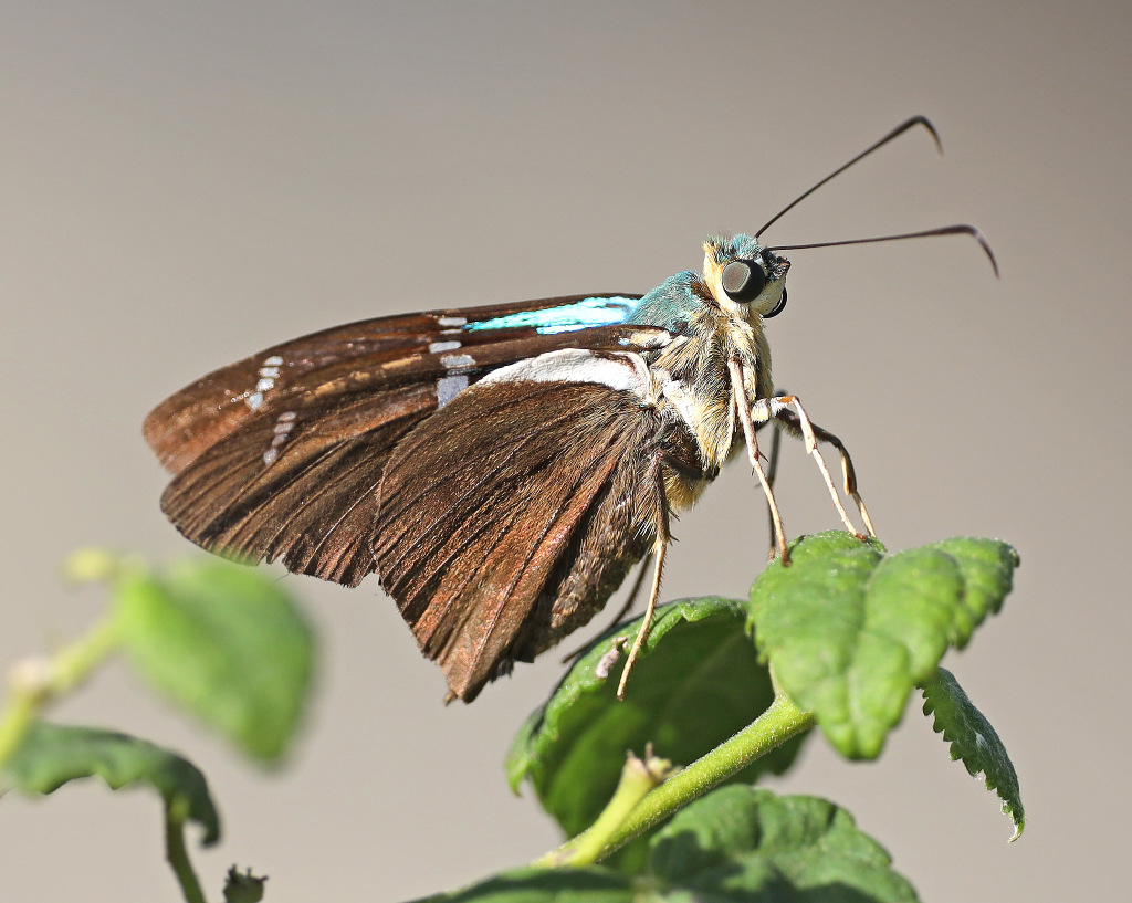Two-barred Flasher Butterfly ventral view
