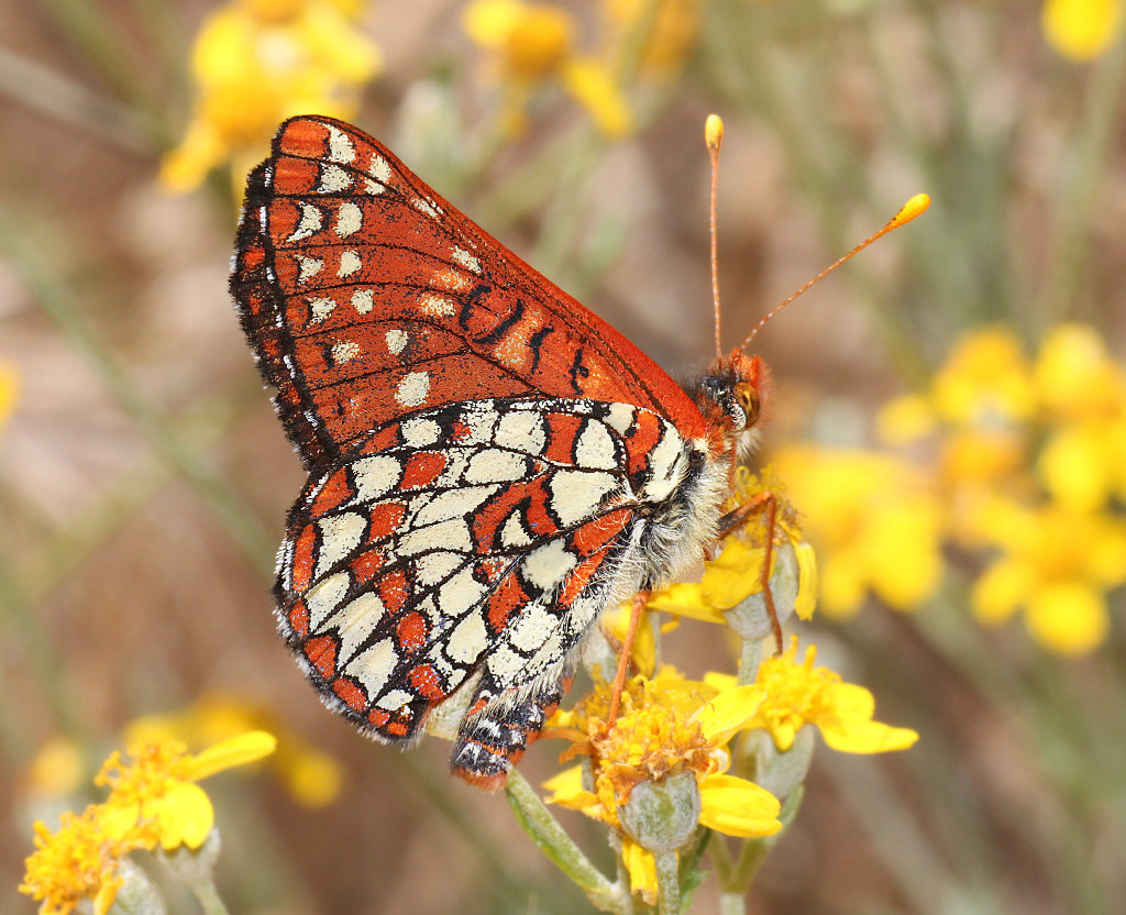 Anicia Variable Checkerspot Butterfly