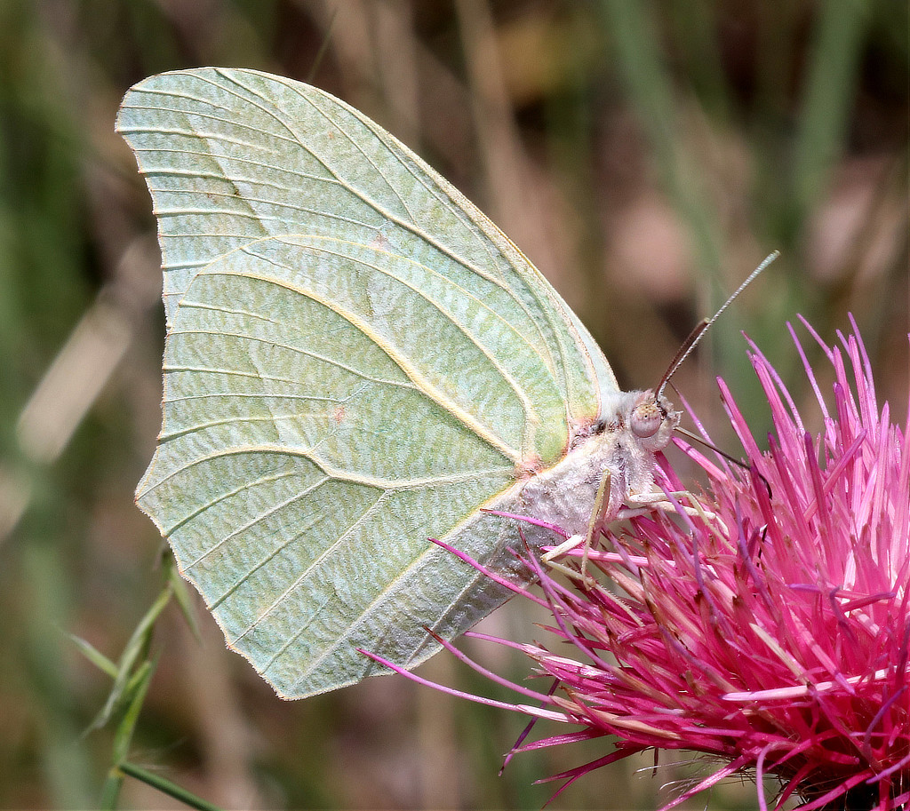 White-angled Sulphur Butterfly