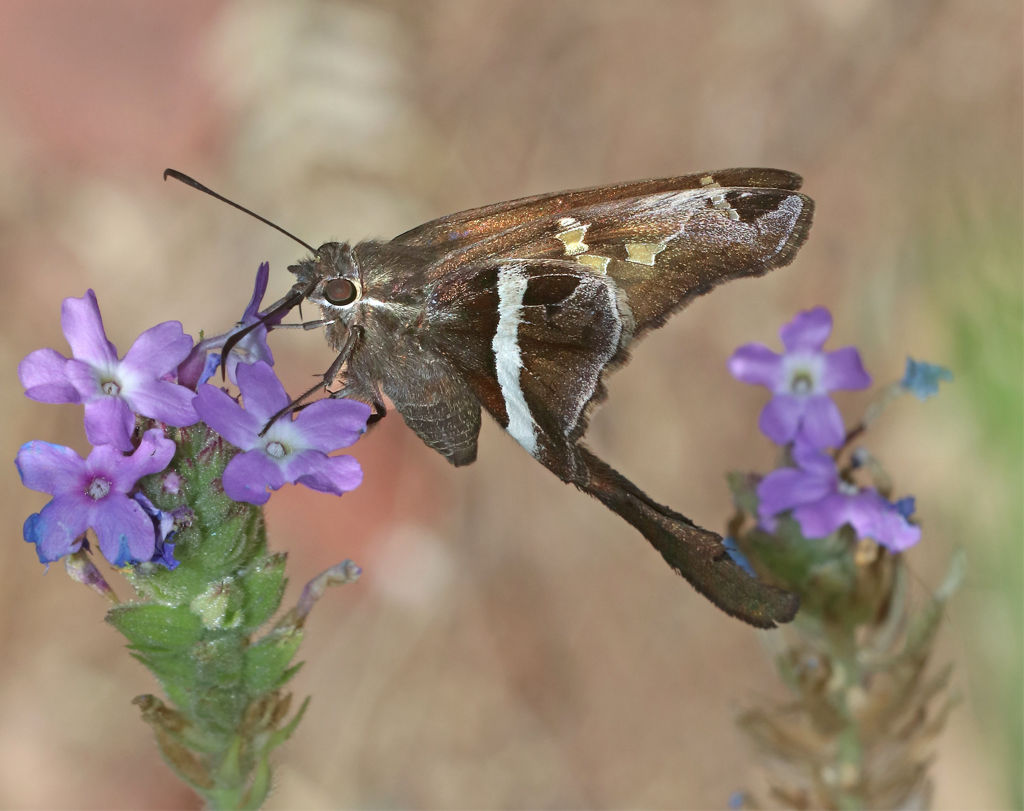 White-striped Longtail Butterfly