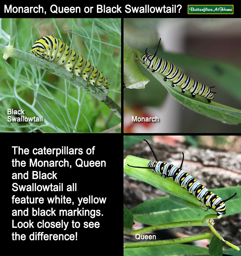 Comparison between the Monarch, Queen and Black Swallowtail caterpillars